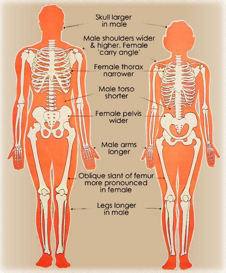 Human Anatomy Female Human Skeleton Anatomy Female Skeleton Human Anatomy Drawing Female