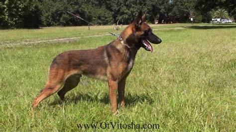 So much easier than the colors of the german shepherd. Belgian Malinois coloring, Download Belgian Malinois coloring for free 2019