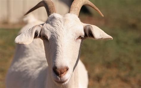 Billy Goat Full Hd Wallpaper And Background Image 1920x1200 Id284910