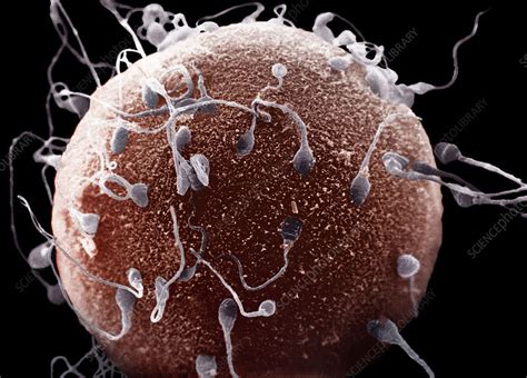 Human Sperm And Egg Stock Image P648 0194 Science Photo Library
