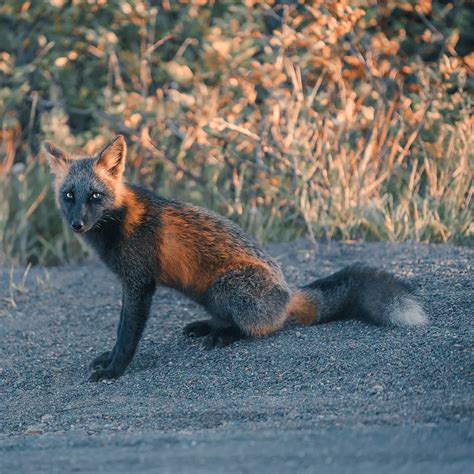 Rare Melanistic Fox Spotted In The Wild