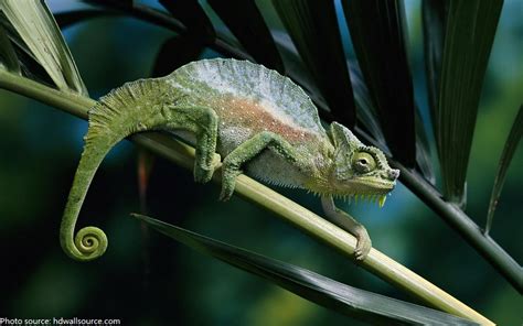 Interesting Facts About Chameleons Just Fun Facts