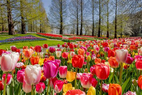 The Fascinating History Of The Tulip Flower Inspired By Natures