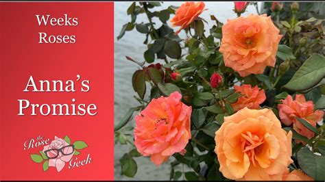 🌹annas Promise Grandiflora Rose Weeks Roses Youtube