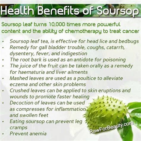 Practitioners of herbal medicine use soursop fruit and graviola tree leaves to treat stomach ailments, fever, parasitic infections, hypertension and rheumatism. Soursop - Are You Ready for a Change?
