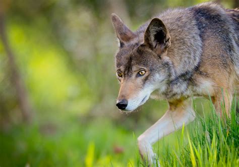 Defend red wolves from extinction