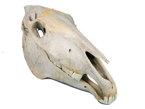 Horse Skull 15 222 G08 Etsy