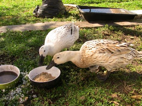 Female Ducksmating Backyard Ducks