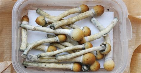 Magic mushrooms could be used to treat depression | Metro News