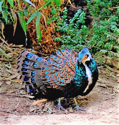 Bornean Peacock Pheasant Polyplectron Schleiermacheri