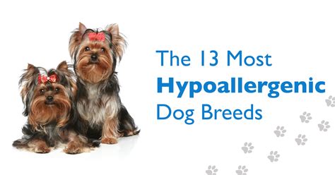 13 Of The Most Hypoallergenic Dog Breeds Central California Spca