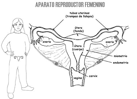 Aparato Reproductor Masculino Para Colorear