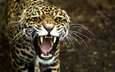 Wallpapers Big Cats Jaguars Glance Whiskers Teeth Roar Snout Animals