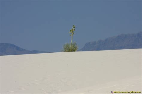 Cactus Dans Le Desert De White Sands Cactus White Sand Sands