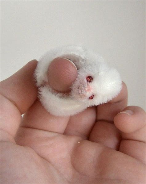 Rare Albino Finger Sloth