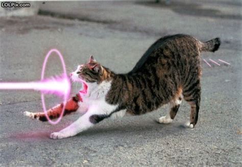 Prophezeiung Hose International Laser Shooting Cat Galanterie Krabbe Joint