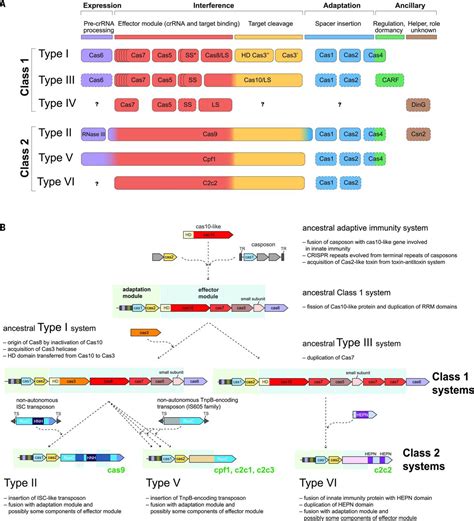 Diverse Evolutionary Roots And Mechanistic Variations Of The CRISPR Cas