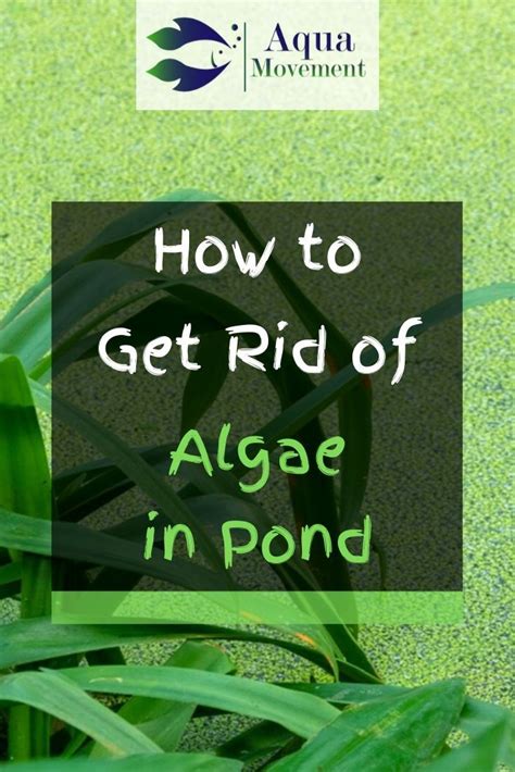 You'll probably want to hire a professional team to take care of large but first, let's take a look at why a buildup of muck can be so harmful to your pond, why you need to get rid of it and benefits of an aeration system. How to Get Rid of Algae in Ponds | Aqua Movement | How to ...