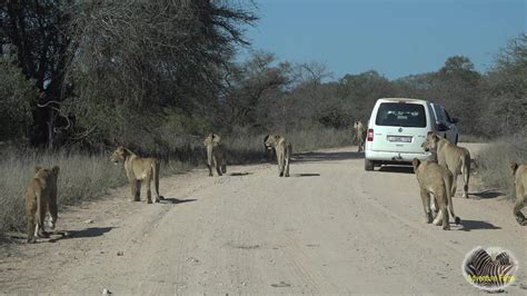 Largest Lion Pride Ever Walking Down The Road In Kruger Park Youtube