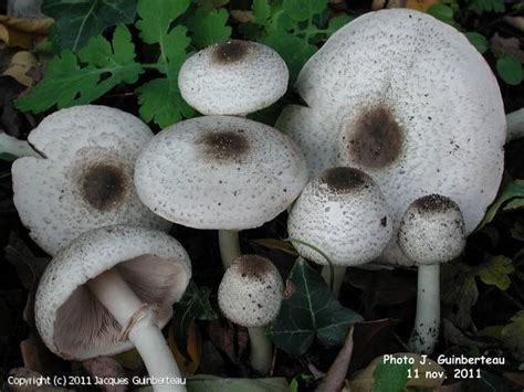 Mycodb Fiche De Agaricus Parvitigrinus