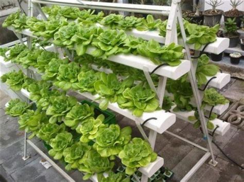 Hydroponic gardening at home is growing plants and vegetables without the use of soil in the comfort of your own house. Hydroponic Gardening - Tree and Landscape Company ...