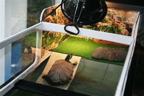Pin By Tom Torrence On Living Turtle Habitat Turtle Tank Turtle House