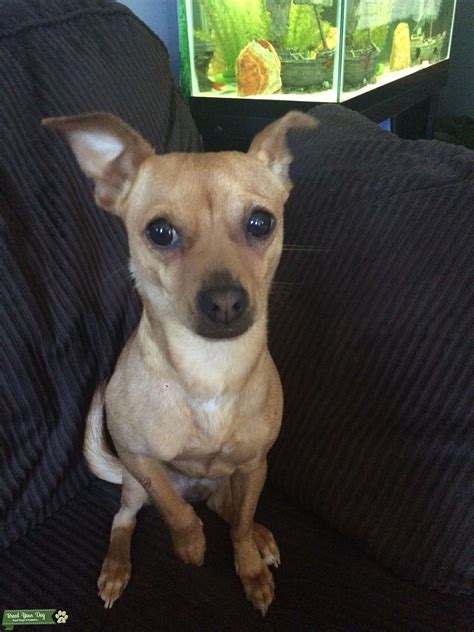 Female Chihuahua Looking For Stud Asap Stud Dog Cambridge Ontario