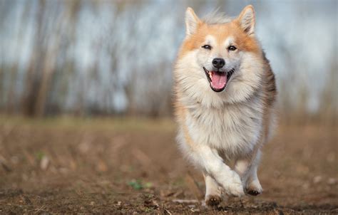 These features all help insulate this breed against frigid weather. Wallpaper joy, dog, walk, bokeh, Icelandic Sheepdog, The ...