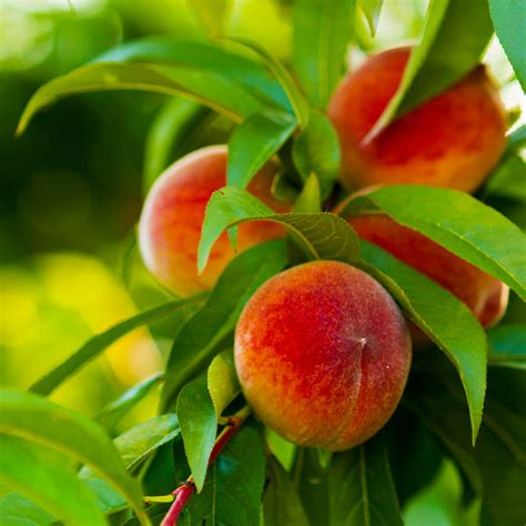 Elberta Peach Trees For Sale