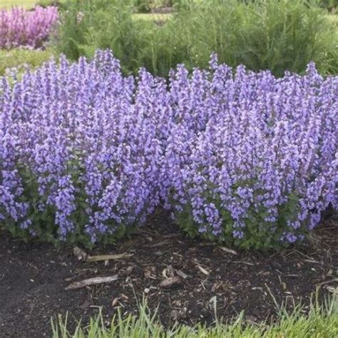 Get the best deal for catnip nepeta herb seeds from the largest online selection at ebay.com. Pin on Cottage Gardens