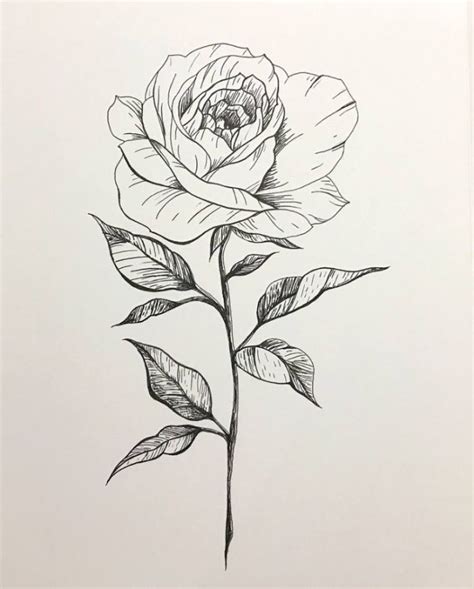 A Drawing Of A Single Rose With Leaves On Its Stem Is Shown In Black