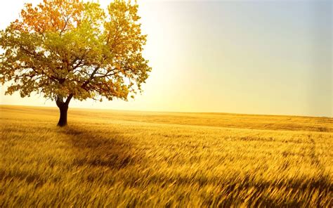 photography, Nature, Landscape, Plants, Trees, Field Wallpapers HD ...