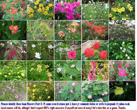 After flowering, the tree develops long, flat brown seed pods, common of many trees in the pea family fabaceae. Goan Flowers (Part I) | All flowers found in Goa See ...