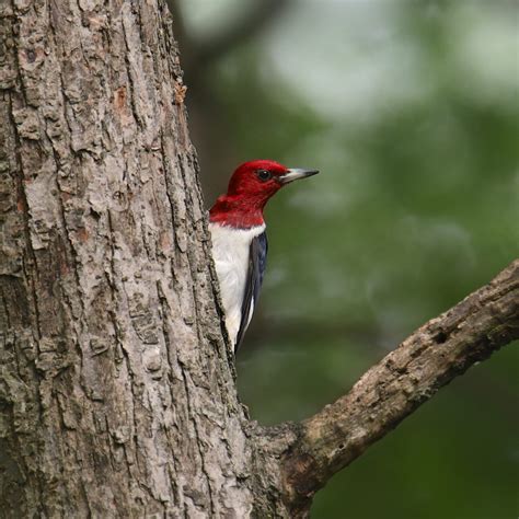 Woodpeckers In New York 9 Species Youve Got To See