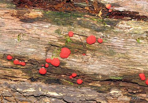 Red Fungus Flickr Photo Sharing