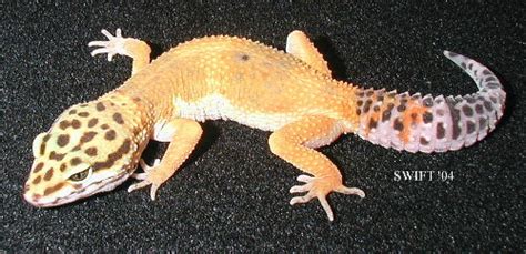 Are lizards poisonous for dogs and cats to eat? Other Reptiles and Amphibians