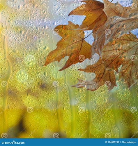 Autumn Leaves On Rainy Day View Through Window Stock Photo Image Of