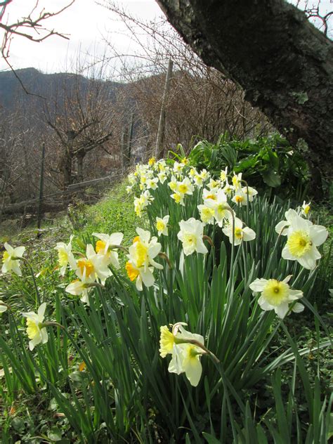 Le nuvole, naturalmente, si riflettono sullacqua. http://raccontareunpaese.blogspot.it/2016/03/dal-mio-orto ...