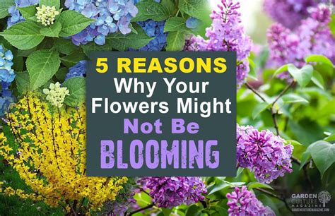 5 Reasons Why Your Flowers Might Not Be Blooming Garden Culture Magazine