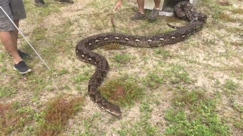 Celebrate World Snake Day By Looking At This Massive Python Which