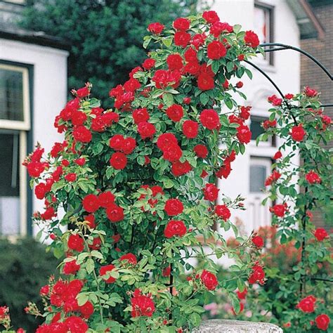 Spring Hill Nurseries In Bare Root Red Flowering Blaze Climbing Rose In