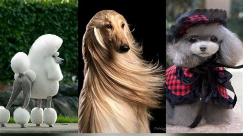 Cutest Dogs With Brilliant Hair Cut Hilariously Awful Dog Haircuts