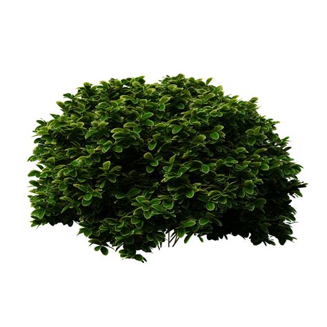 bush png 20 free Cliparts | Download images on Clipground 2021 png image