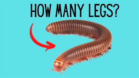 How Many Legs Does A Millipede Have Youtube