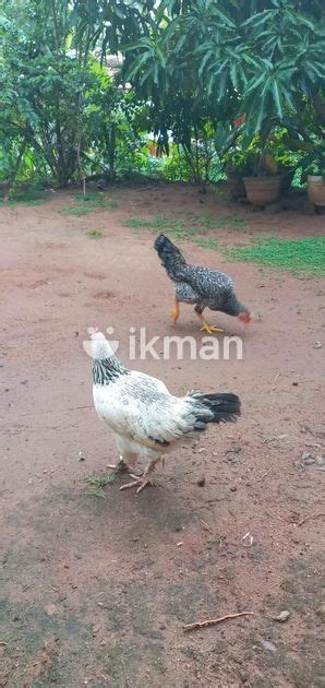 Chickens For Sale In Kurunegala City Ikman