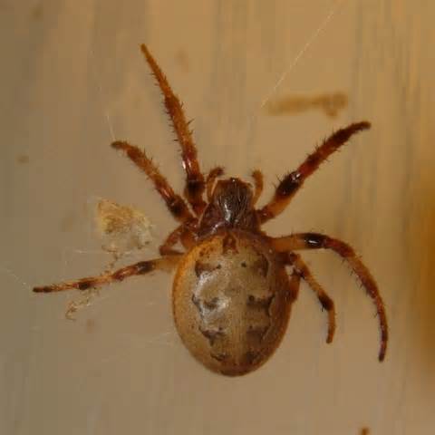 Illinois Spider Larinioides Cornutus Bugguidenet