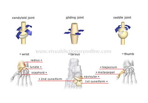 Joint Types Allysons Anatomy Page