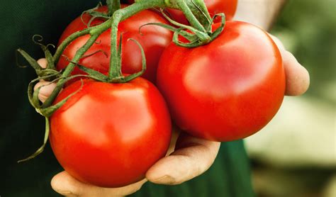 Tomatoes Reduce The Risk Of Heart Attack And Stroke Tasti Lee