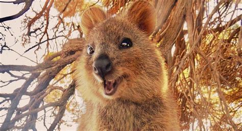 The Quokka The Happiest Animal In The World