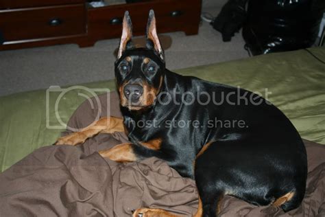 Ear Cropping In Toronto Need Recommendations Doberman Forum